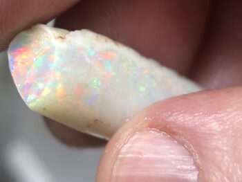 Opal fossils