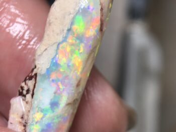 Opal fossils