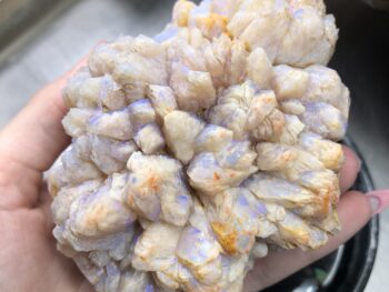 Opal fossils