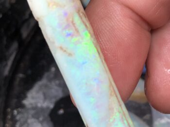 Opal fossil