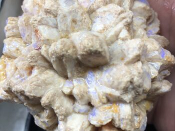 Opal fossils