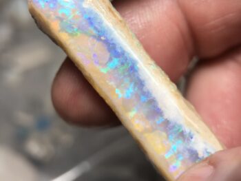 Opal fossil