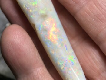 Opal fossils