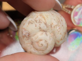 Opal fossils