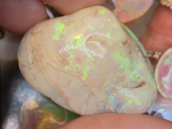 Opal fossils