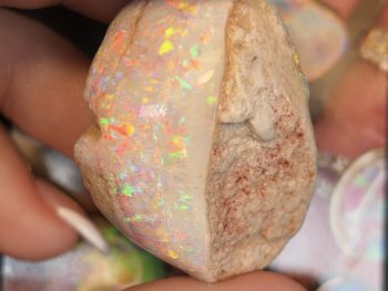 Opal fossils