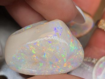 Opal fossils