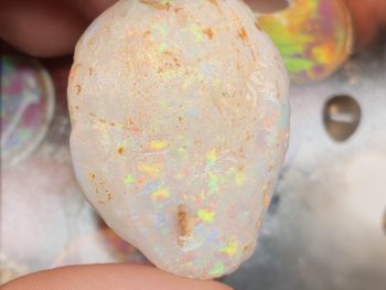 Opal fossils